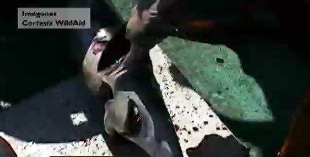 China: la moda de la sopa de aletas amenaza a los tiburones