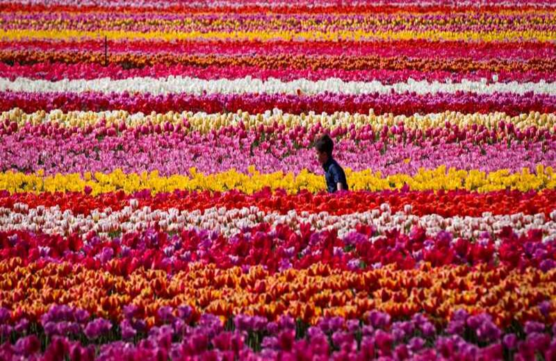 Un chico recorre un campo de tulipanes en el Festival de Abbotsford, Canadá. 