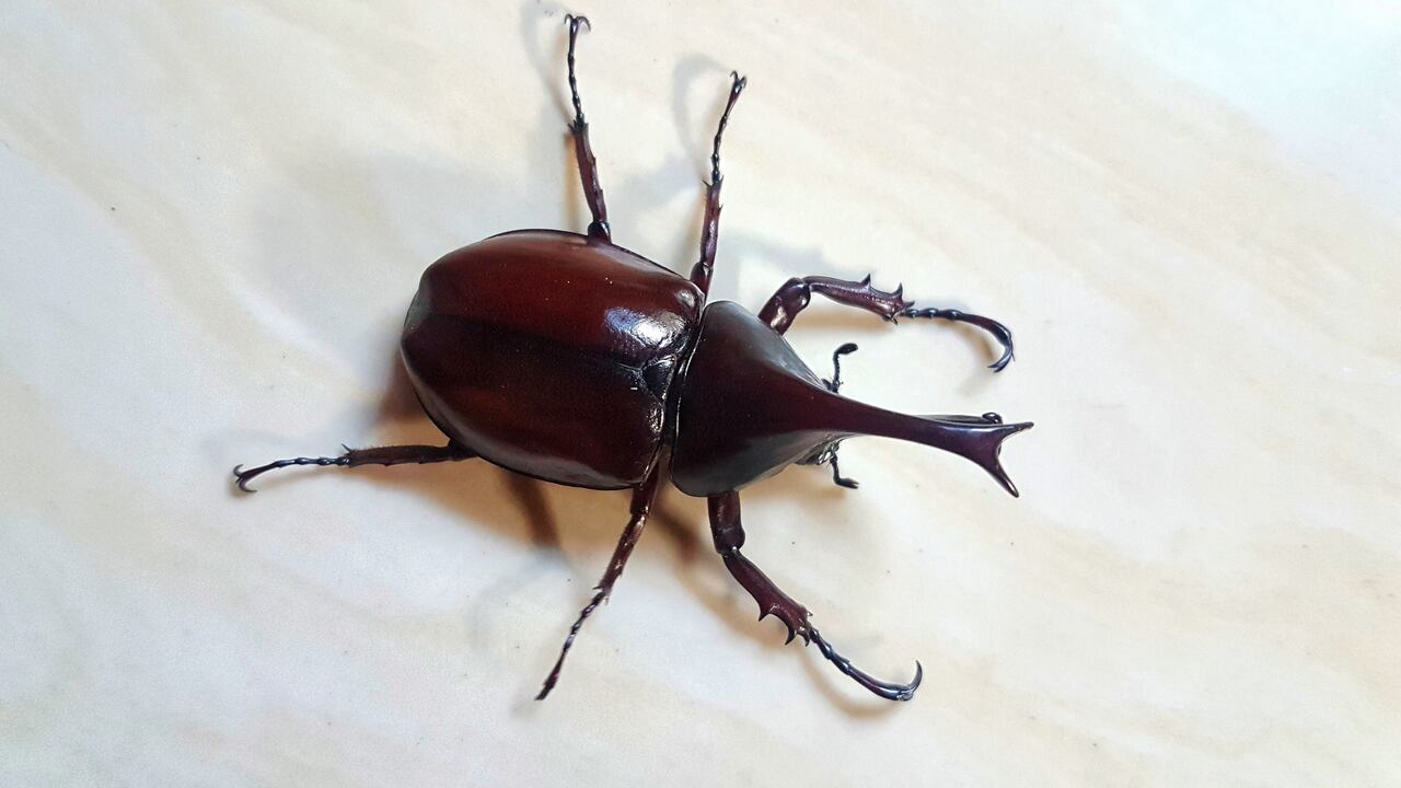 Los gorgojos son animales que con frecuencia se encuentran en la cocina.