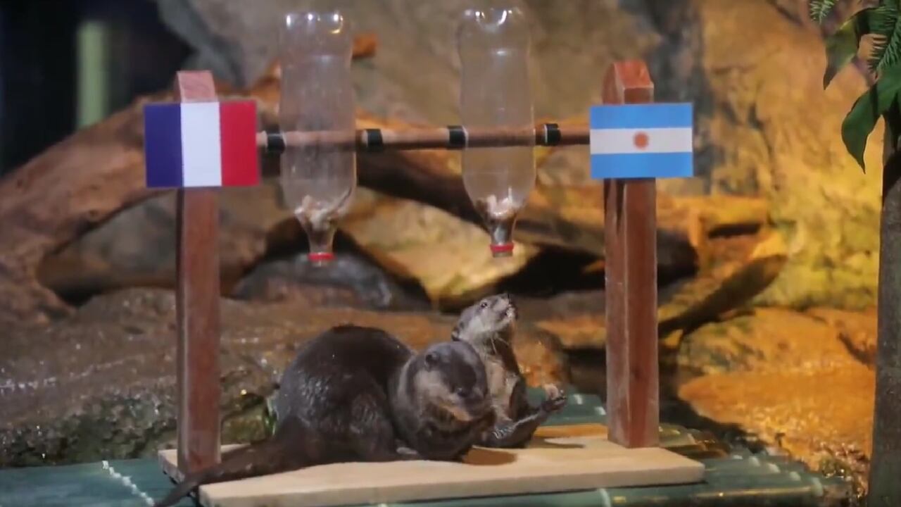 Argentina o Francia, las nutrias escogieron el campeona en Qatar 2022.