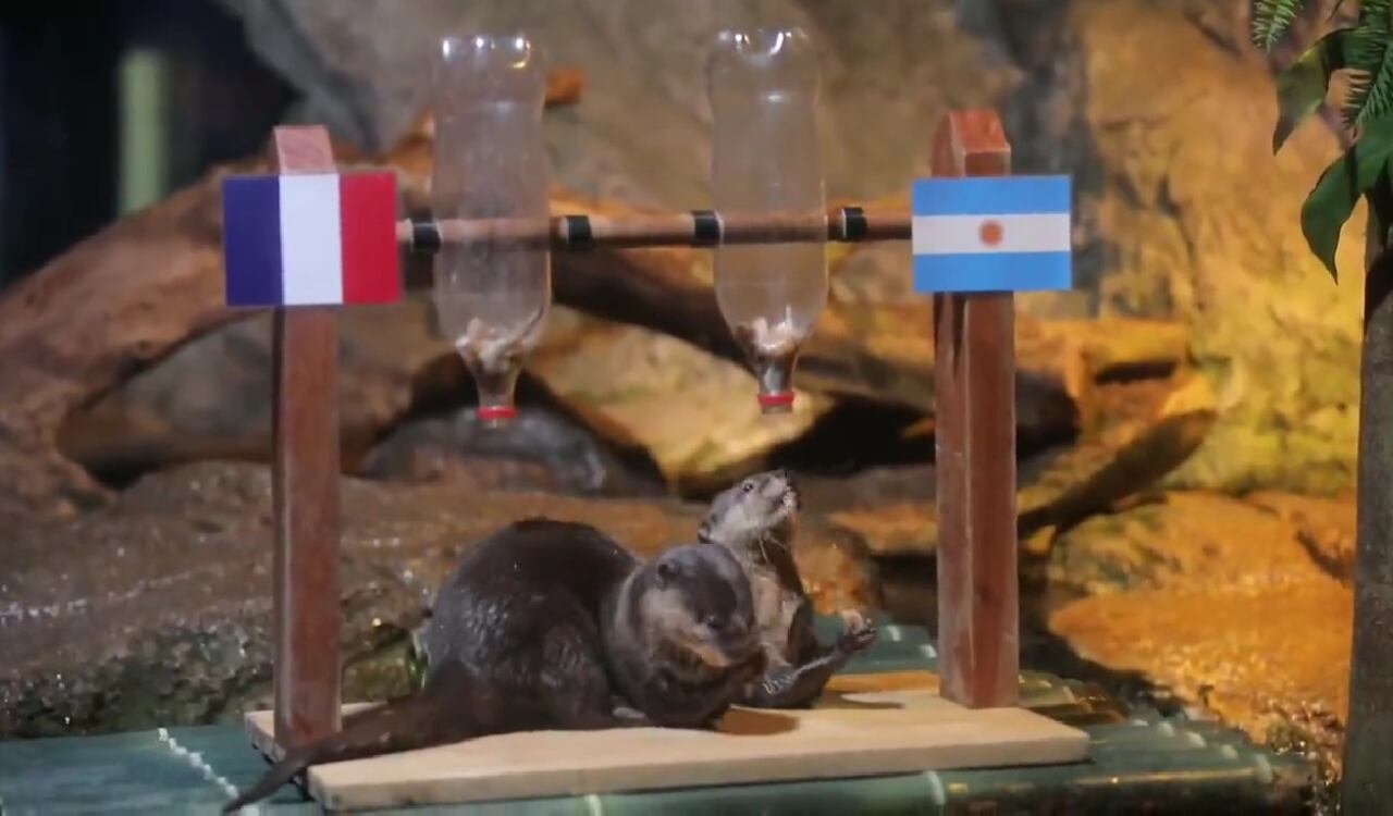 Argentina o Francia, las nutrias escogieron el campeona en Qatar 2022.