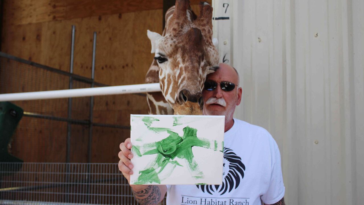 El presidente y propietario del Lion Habitat, Keith Evans, quien posa junto a la jirafa Ozzie y uno de sus dibujos en el interior del santuario animal ubicado a unas 16 millas al sureste de Las Vegas, Nevada.