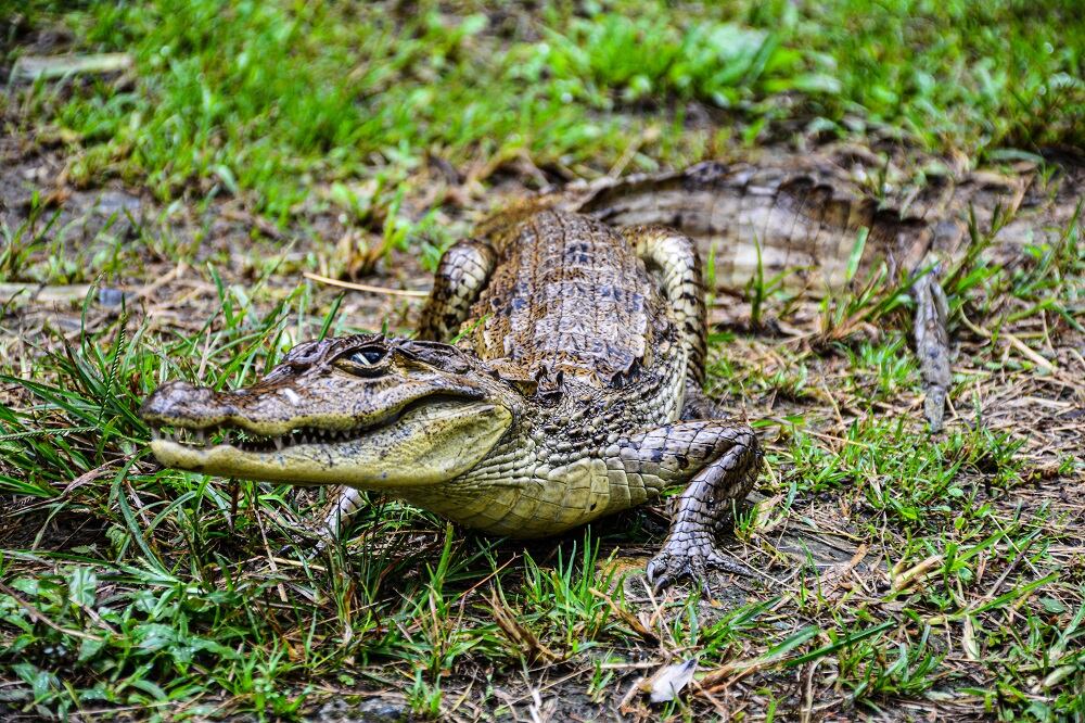 Babilla atacada en Tolima, que podría recibir la eutanasia.