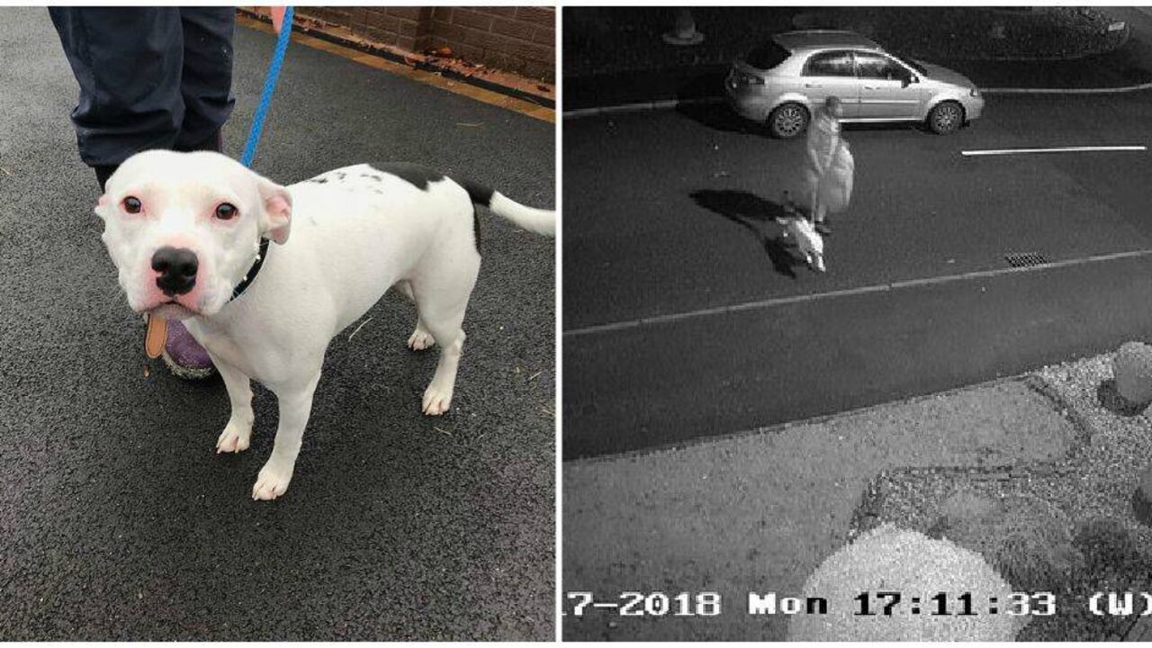 "Cuesta creer que alguien pueda abandonar a un perro así en Navidad, pero estamos muy agradecidos con la gente amable que encontró a Snoop sentado y triste en su cama, por llevarlo a un veterinario de inmediato", dijo el agente.