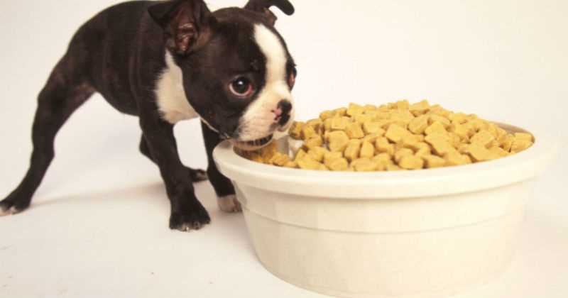 ¿Cuál es el mejor concentrado para los perros, según su tamaño?