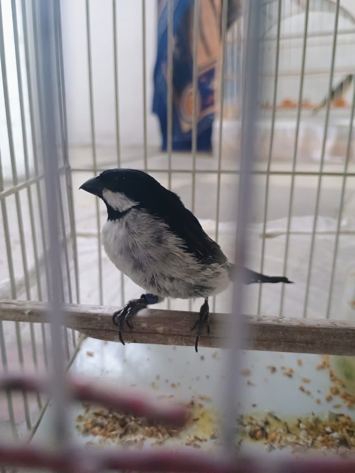 Autoridades lograron rescatar a más de 50 aves silvestres  en la localidad de Tunjuelito