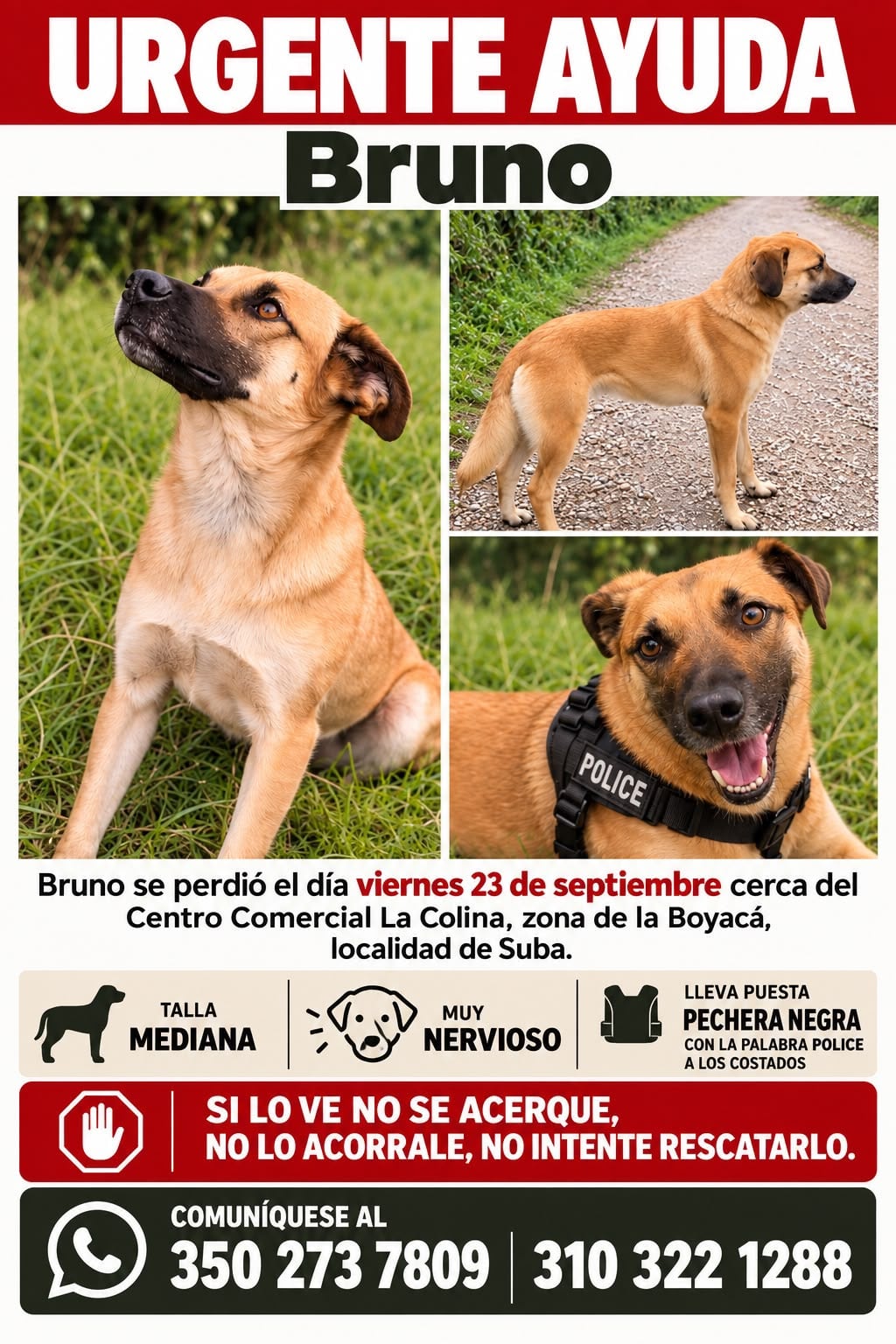 Bruno, perro desaparecido en Bogotá.