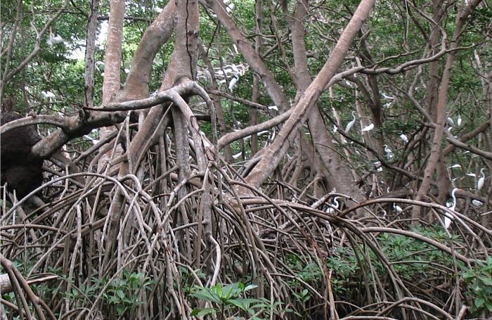 En algunas partes dentro del Parque se encuentran inmensos nidos de aves, como este que alberga a miles de garzas 