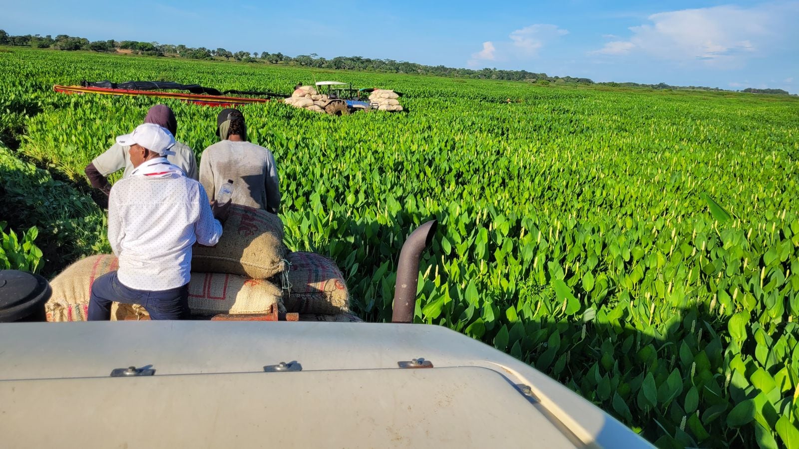 Primera cosecha de arroz en predio entregado por la SAE en San Marcos, Sucre.