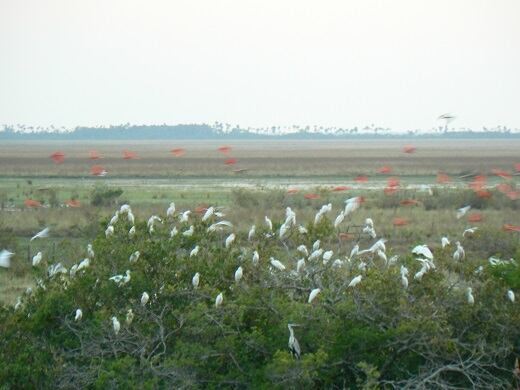 Centro Experimental Carimagua, en Orocué, Casanare.