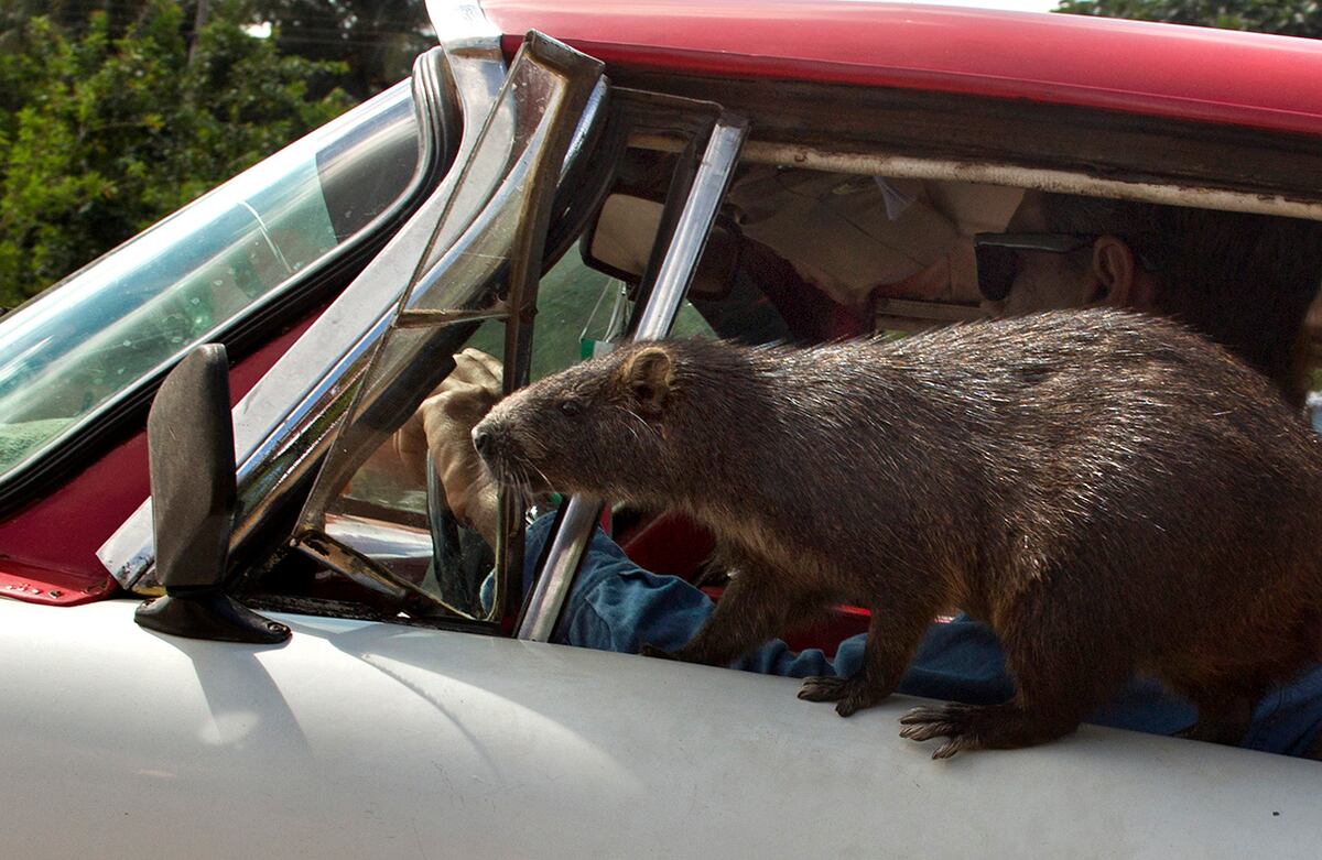 Congui, una jutía domesticada, viaja en la puerta delantera del carro de su dueño, Rafael López. La foto fue tomada en Bainoa, Cuba. (AP)