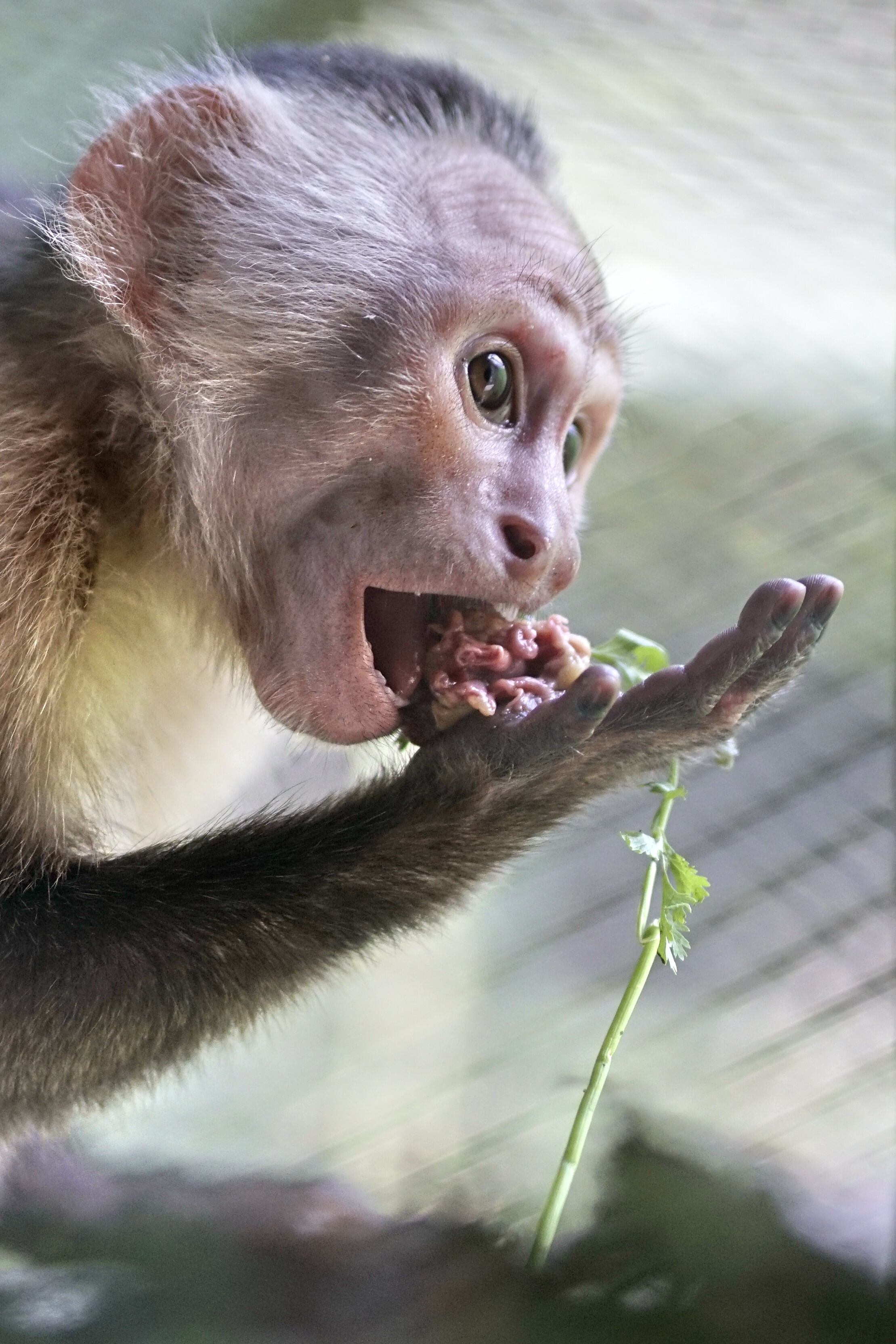 323 animales silvestres, víctimas del tráfico ilegal o de rescates realizados por la Policía Ambiental, Bomberos, rescatistas voluntarios y personal del grupo de Fauna Silvestre, han sido atendidos en lo corrido de 2024 en el Hogar de Paso del Departamento Administrativo de Gestión del Medio Ambiente Dagma. 23 de agosto de 2024. Foto Jorge Orozco / El País