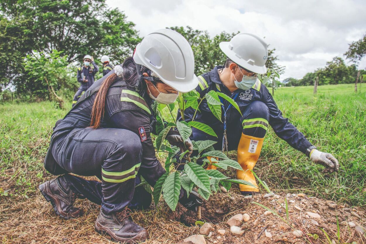 Cenit ya llegó al 82,5 por ciento de la meta que se propuso con su programa C-siembra.