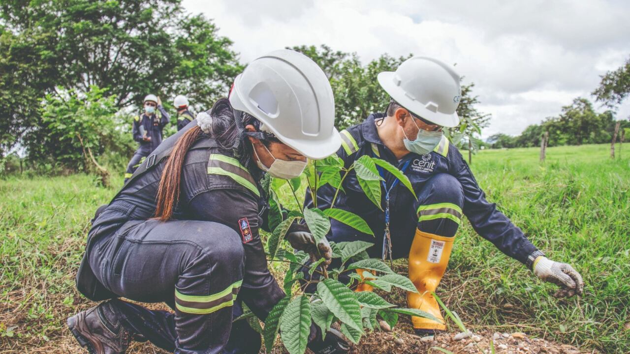 Cenit ya llegó al 82,5 por ciento de la meta que se propuso con su programa C-Siembra.