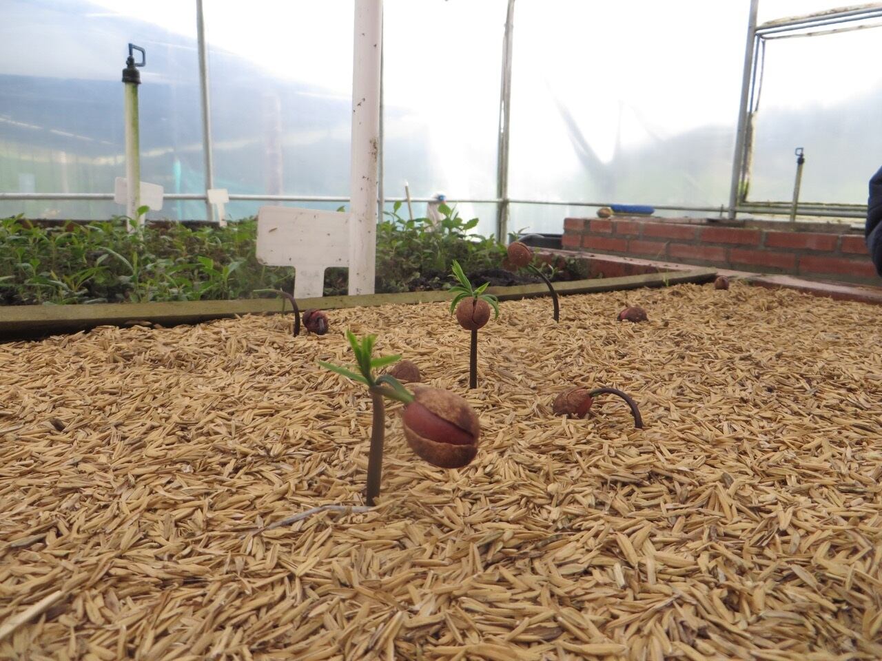 Viveros comunitarios