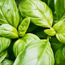 La albahaca contiene propiedades terapéuticas que alivian los malestares del sistema nervioso, como el estrés.