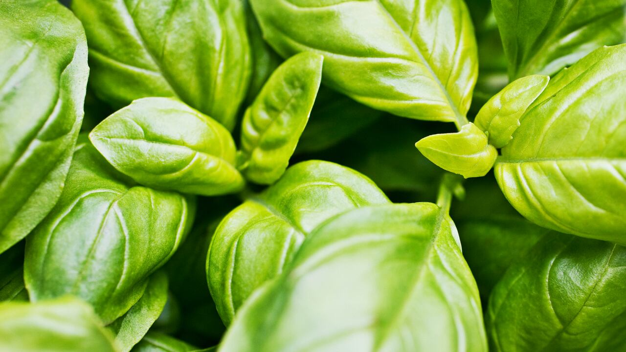 La albahaca contiene propiedades medicinales, pero también energéticas.