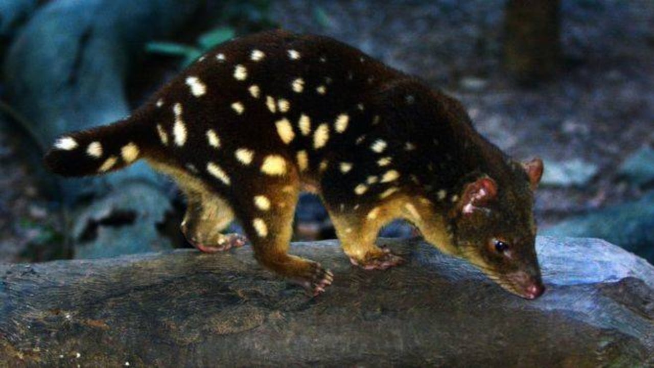 El marsupial carnívoro es originario de la Australia continental, Nueva Guinea y Tasmania. Es principalmente nocturno y pasa la mayor parte del día en su guarida. Foto: GETTY vía BBC