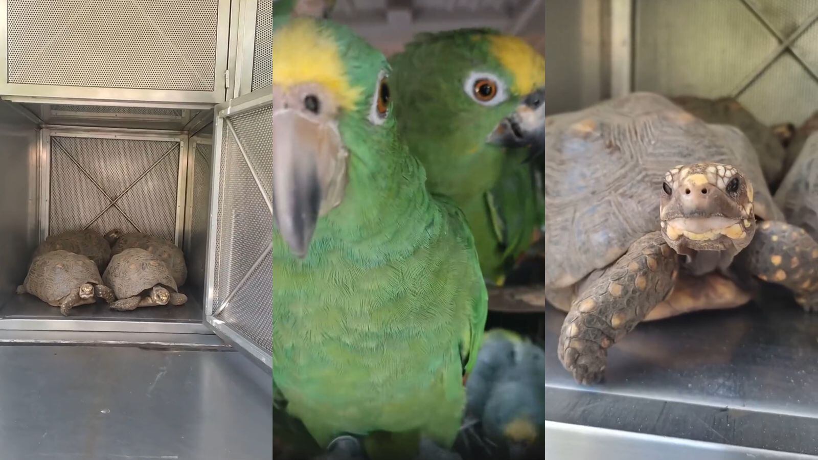 Fauna silvestre rescatada en Medellín