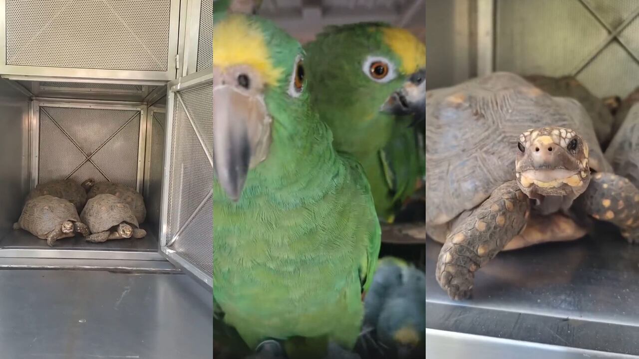 Fauna silvestre rescatada en Medellín