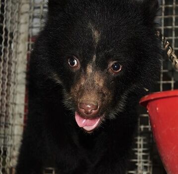 ●	El retorno del oso Tamá a su hogar es un símbolo de resistencia, perseverancia y reconciliación con la naturaleza. Su liberación da esperanza a su especie que hoy está clasificada como Vulnerable (VU) por la UICN.