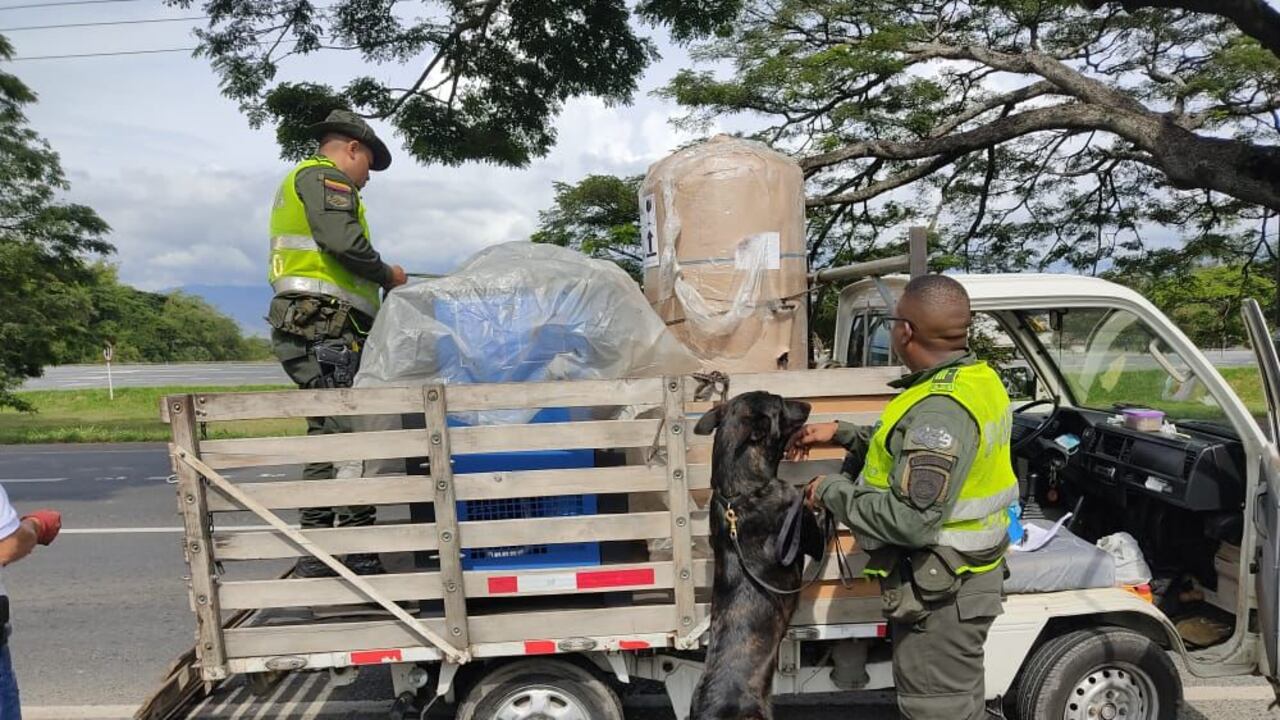 Bronxo, el perro antinarcóticos amenazado por capos del tráfico de marihuana.