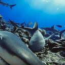 Una foto sin fecha proporcionada por Global Finprint el 22 de julio de 2020 muestra tiburones de arrecife gris capturados por un sistema de video submarino remoto cebado en la Polinesia Francesa. (Photo by GLOBAL FINPRINT / AFP) / RESTRICTED TO EDITORIAL USE - MANDATORY CREDIT "AFP PHOTO /GLOBAL FINPRINT" - NO MARKETING - NO ADVERTISING CAMPAIGNS - DISTRIBUTED AS A SERVICE TO CLIENTS