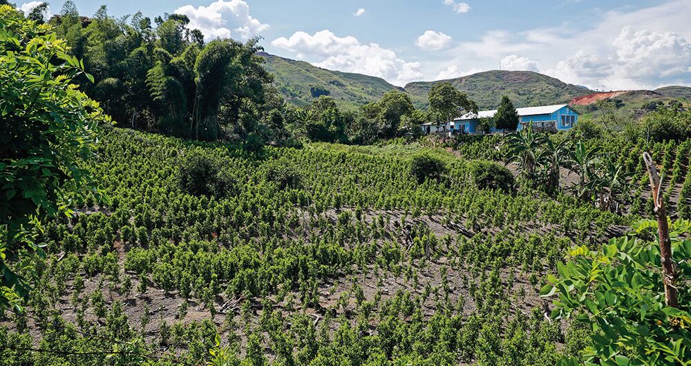 Suárez está infestado de coca controlada por las disidencias, que perdió su valor y sumió al municipio en una crisis económica sin precedentes.