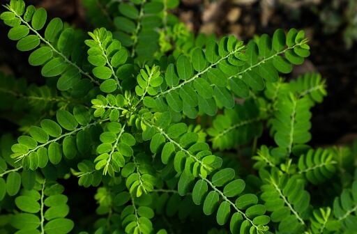 Rompepiedras es una de las plantas que previenen los cálculos renales.