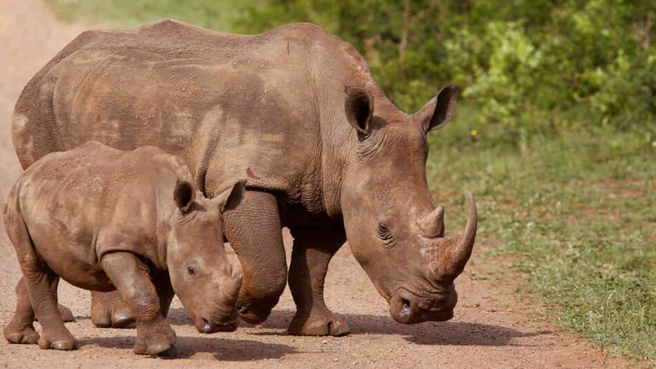En Sudáfrica le quitan los cuernos a los rinocerontes para protegerlos de la caza furtiva. Foto: AP | Noticias mundo hoy