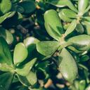 El árbol de jade se relaciona con atracción del dinero y buena suerte.