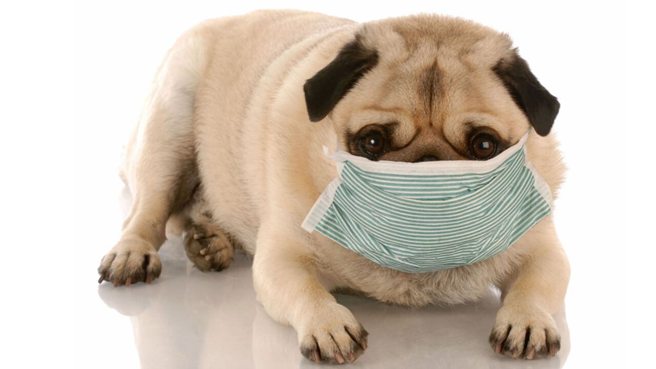 Por zoonosis se entiende cualquier enfermedad o infección que es naturalmente transmisible por los animales vertebrados a los seres humanos y viceversa.