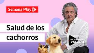 Salud de los cachorros | Enrique Vallejo en Salud Animal