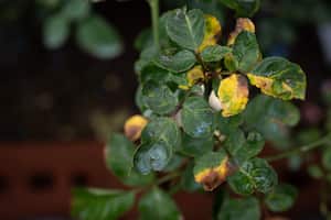 Una de las primeras señales de que una planta está enferma son las hojas amarillas.