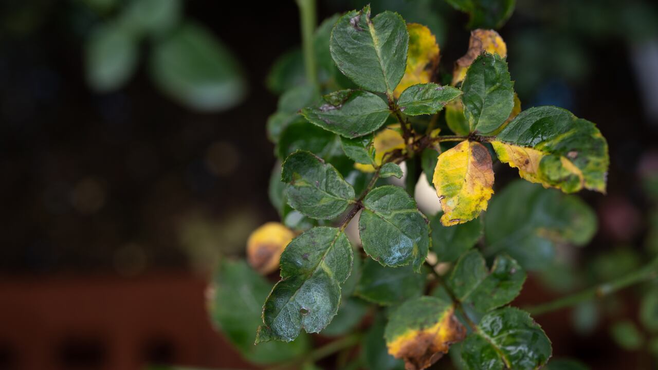 Una de las primeras señales de que una planta está enferma son las hojas amarillas.