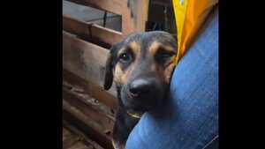 Perrito rescatado se aferra a una voluntaria luego de haber sido rescatado de las inundaciones en el sur de Brasil.