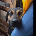 Perrito rescatado se aferra a una voluntaria luego de haber sido rescatado de las inundaciones en el sur de Brasil.