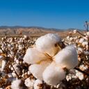 Plantación de algodón en Estados Unidos