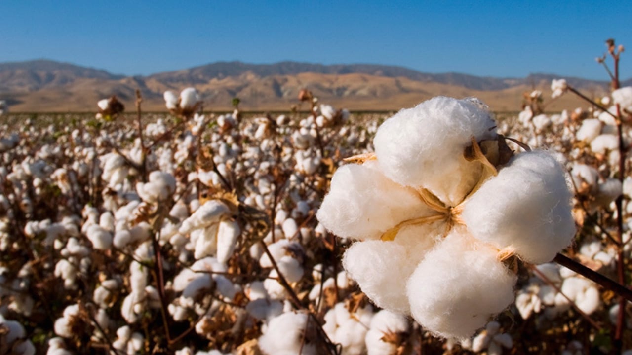 Los productores de algodón de las llanuras de Texas saben que siempre puede haber años malos, pero la sequía de 2022 podría ser la peor hasta ahora. (Photo: Business Wire/AP)