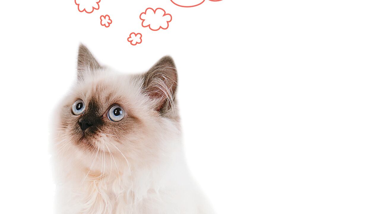 El ronroneo hace parte de la forma en la que un gato se comunica. Aunque pueden variar sus interpretaciones, a menudo significa que un minino está feliz o cómodo en el entorno que lo rodea.