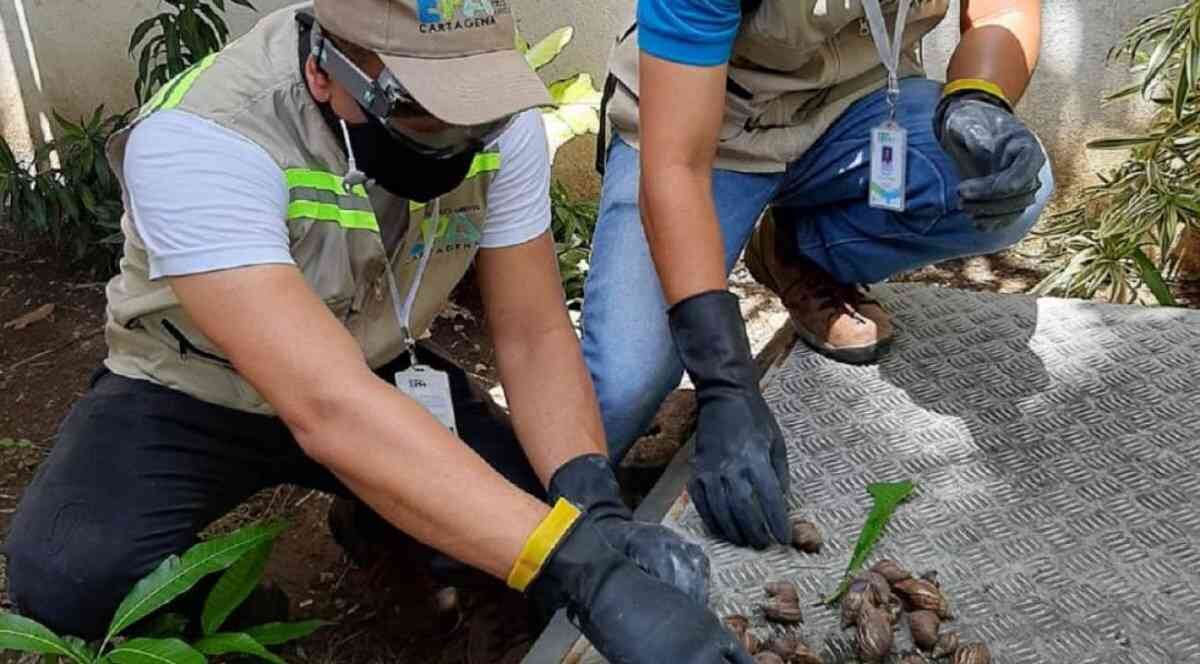 Este año han sido atendidos casos de presencia de caracol africano en diferentes barrios de la ciudad. Foto: EPA Cartagena