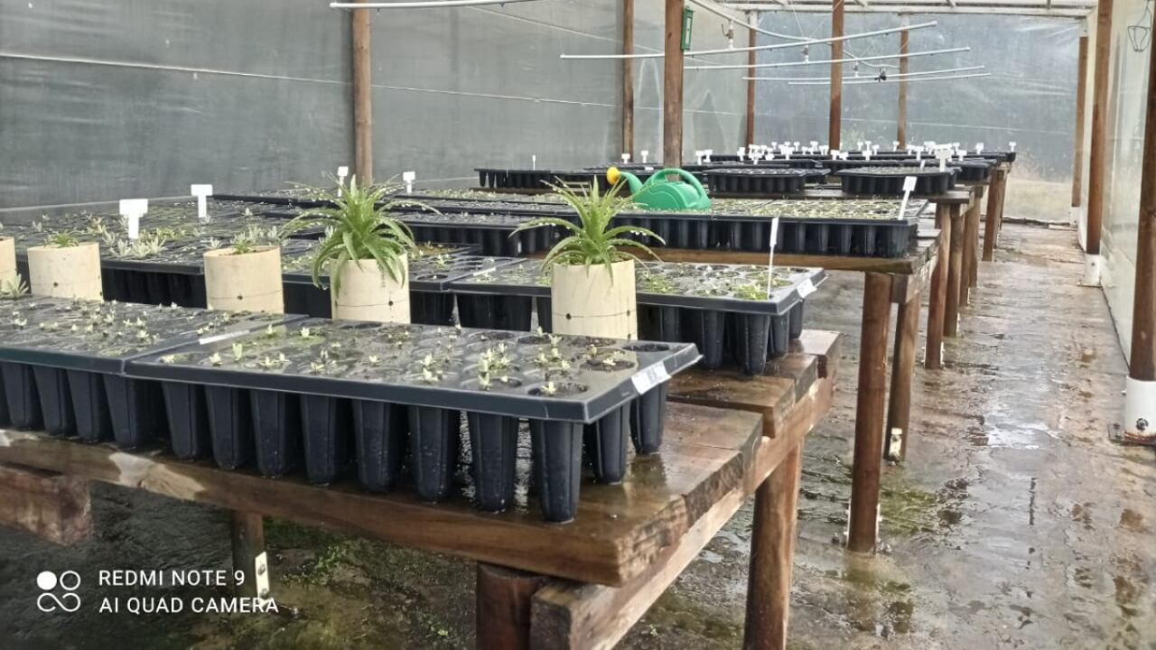 Vivero en el Parque Chingaza