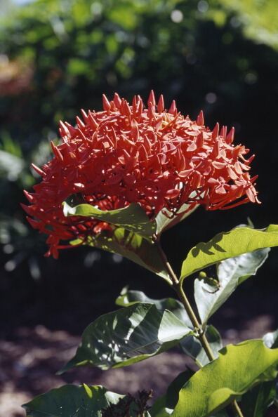 UNSPECIFIED - DECEMBER 24: Scarlet Jungleflame or Jungle Geranium (Ixora coccinea), Rubiaceae. (Photo by DeAgostini/Getty Images)