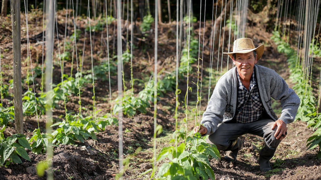 A través de diferentes iniciativas, la Gobernación de Cundinamarca ha beneficiado a 184.000 pequeños productores del departamento.