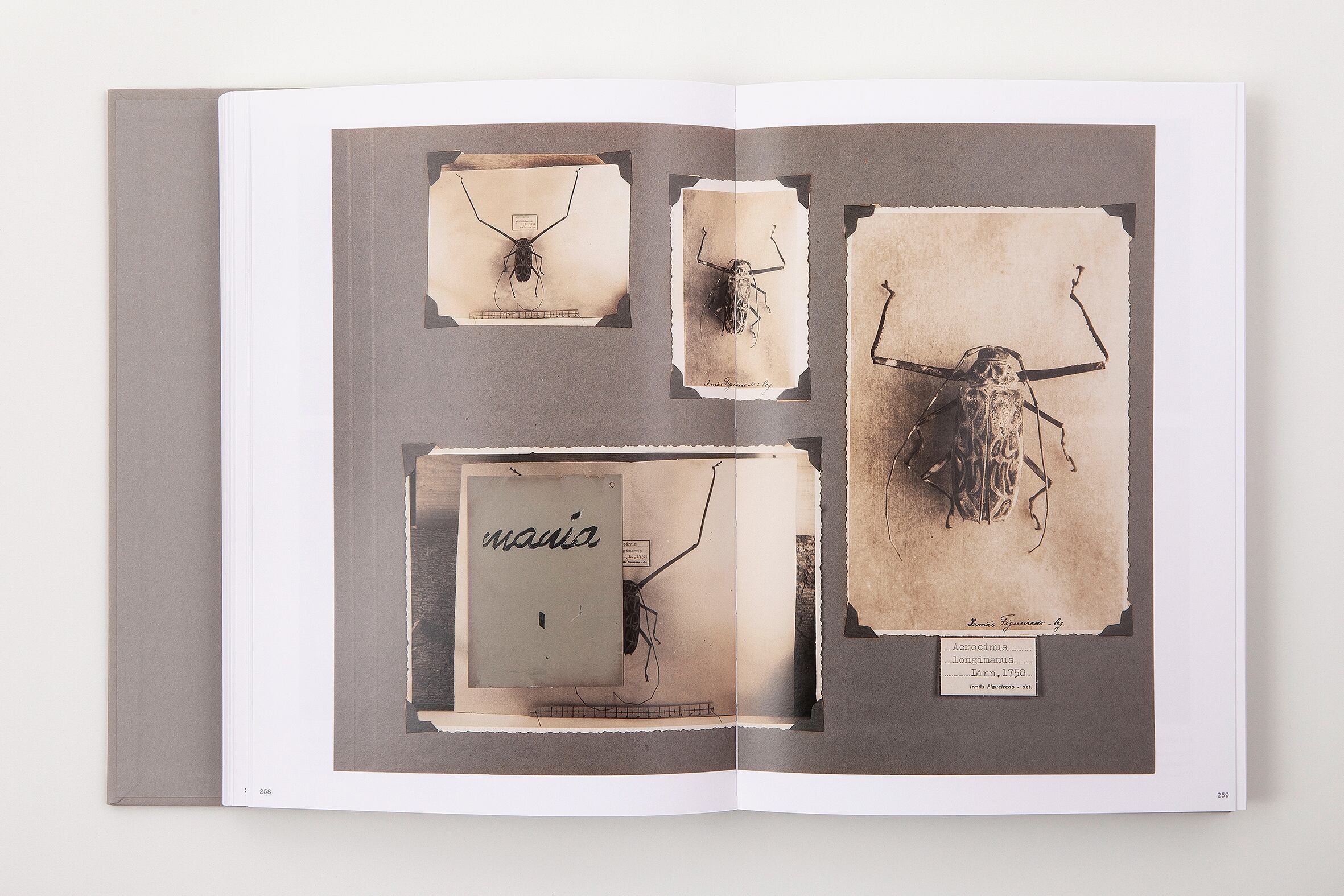 Johanna Calle Photo Graphias