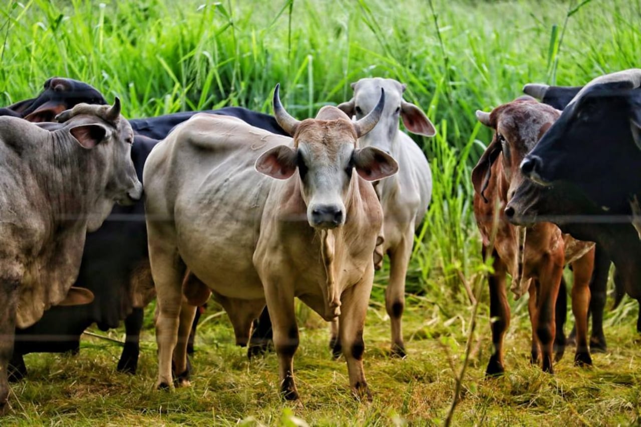 Los ganaderos colombianos esperan que en el corto plazo se abra el mercado de China.