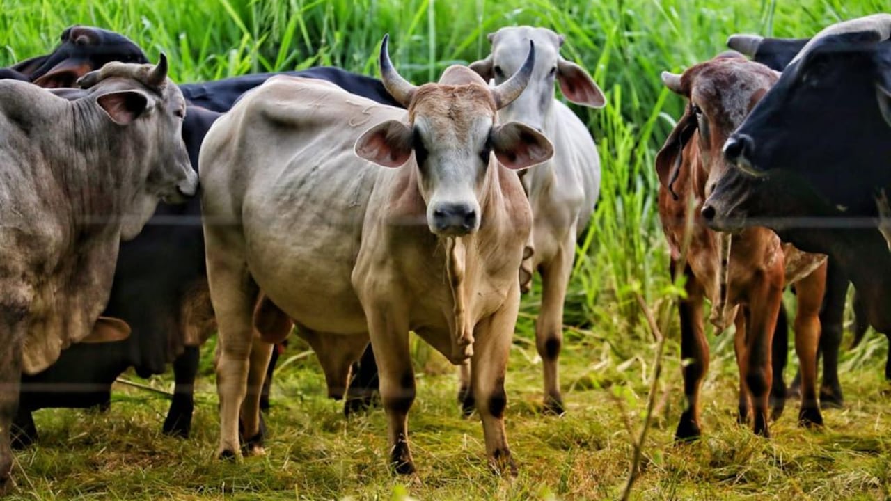 Los ganaderos colombianos esperan que en el corto plazo se abra el mercado de China.