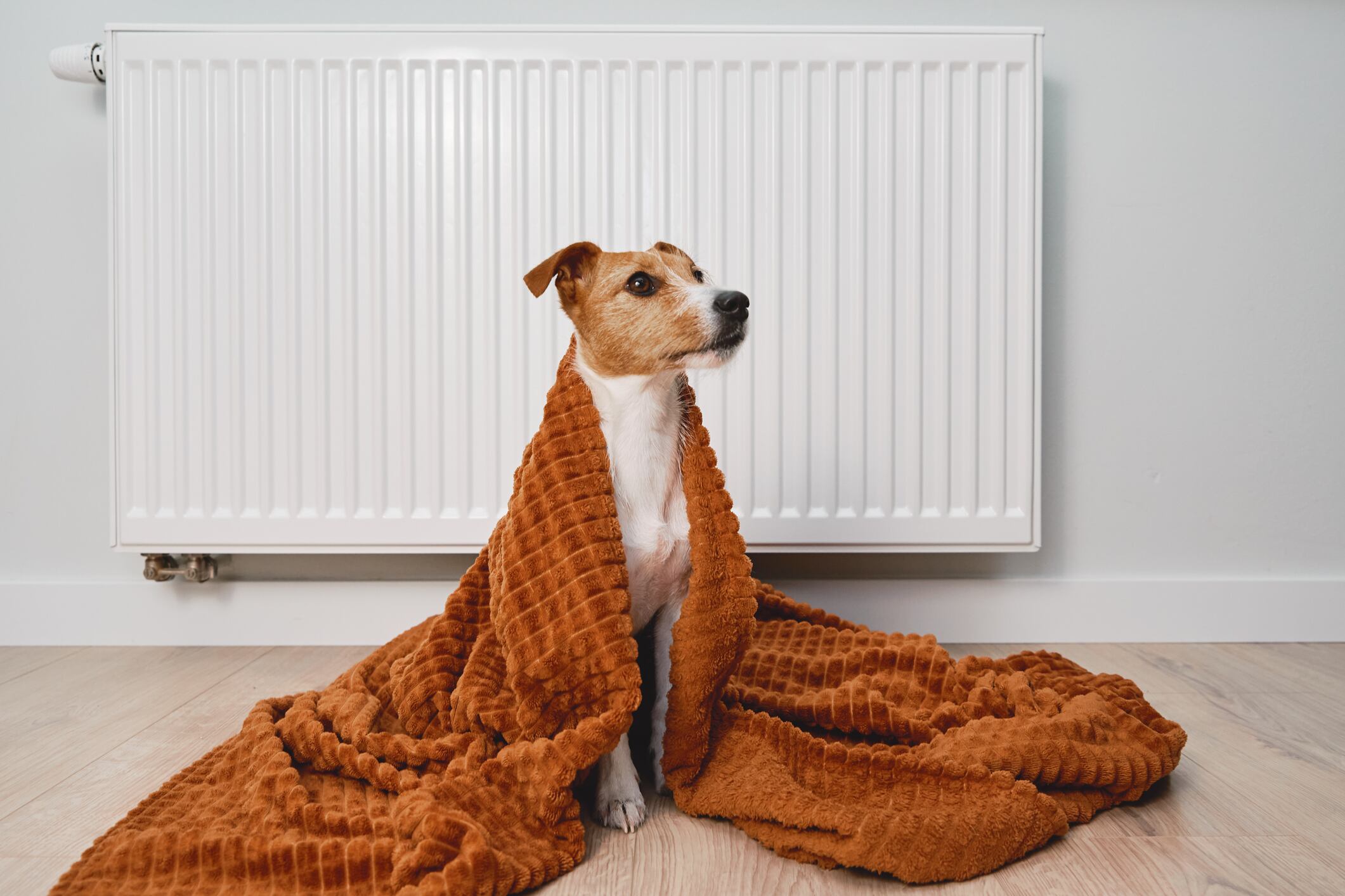Cold winter in europe households, rising costs of gas and electricity in winter season, dog freezing in living room, warming under blanket near heating radiator