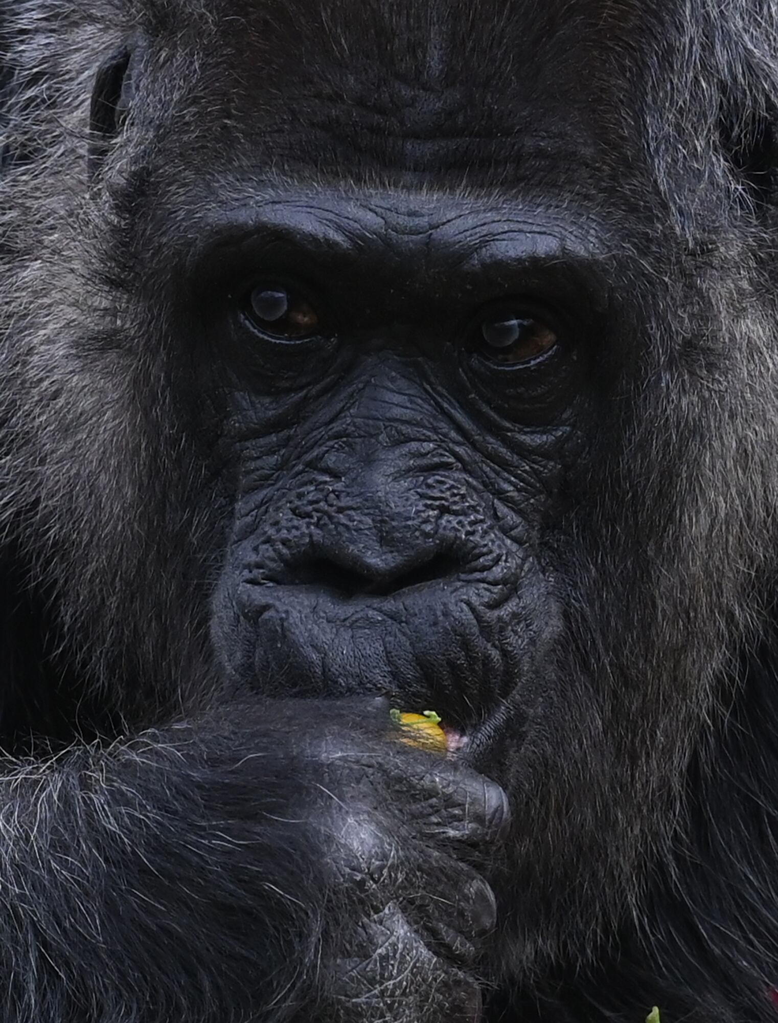 Fatou, la gorila más longeva del mundo