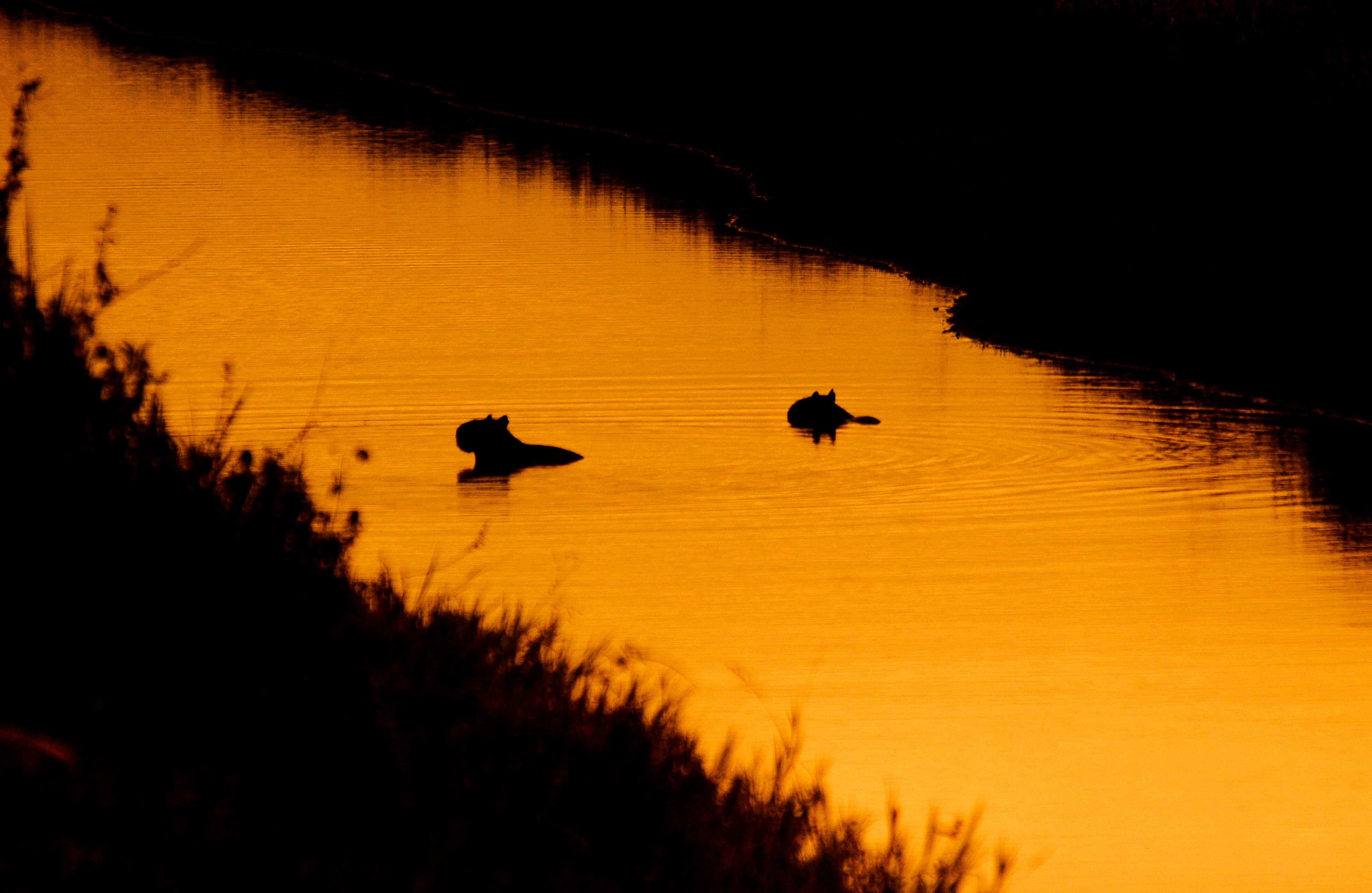 Casanare es considerado uno de los departamentos con mayor abundancia de chigüiros en el mundo, gracias a su biodiversidad y a la riqueza de sus sábanas.